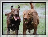 Chesapeake Bay retrievery, mokre, Dwa