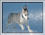 Śnieg, Piesek, Szczeniak, Siberian Husky